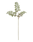 Maidenhair Fern Stem Effortless Greenery for the Hopelessly Forgetful