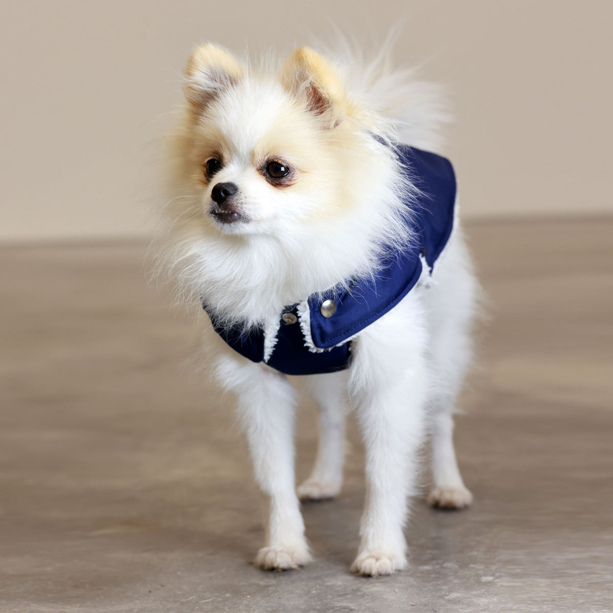 Soho Poms Blue &amp; Ivory Teddy Bear Waterproof Dog Jacket