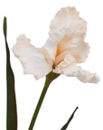 Pale Apricot Fringed Iris Blooming Stem