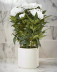 Large White Peony Faux Plant in Decorative Pot