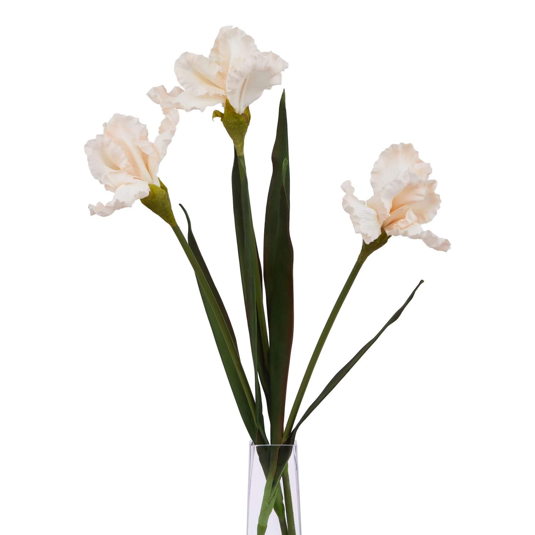 Pale Apricot Fringed Iris Blooming Stem