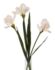 Pale Apricot Fringed Iris Blooming Stem