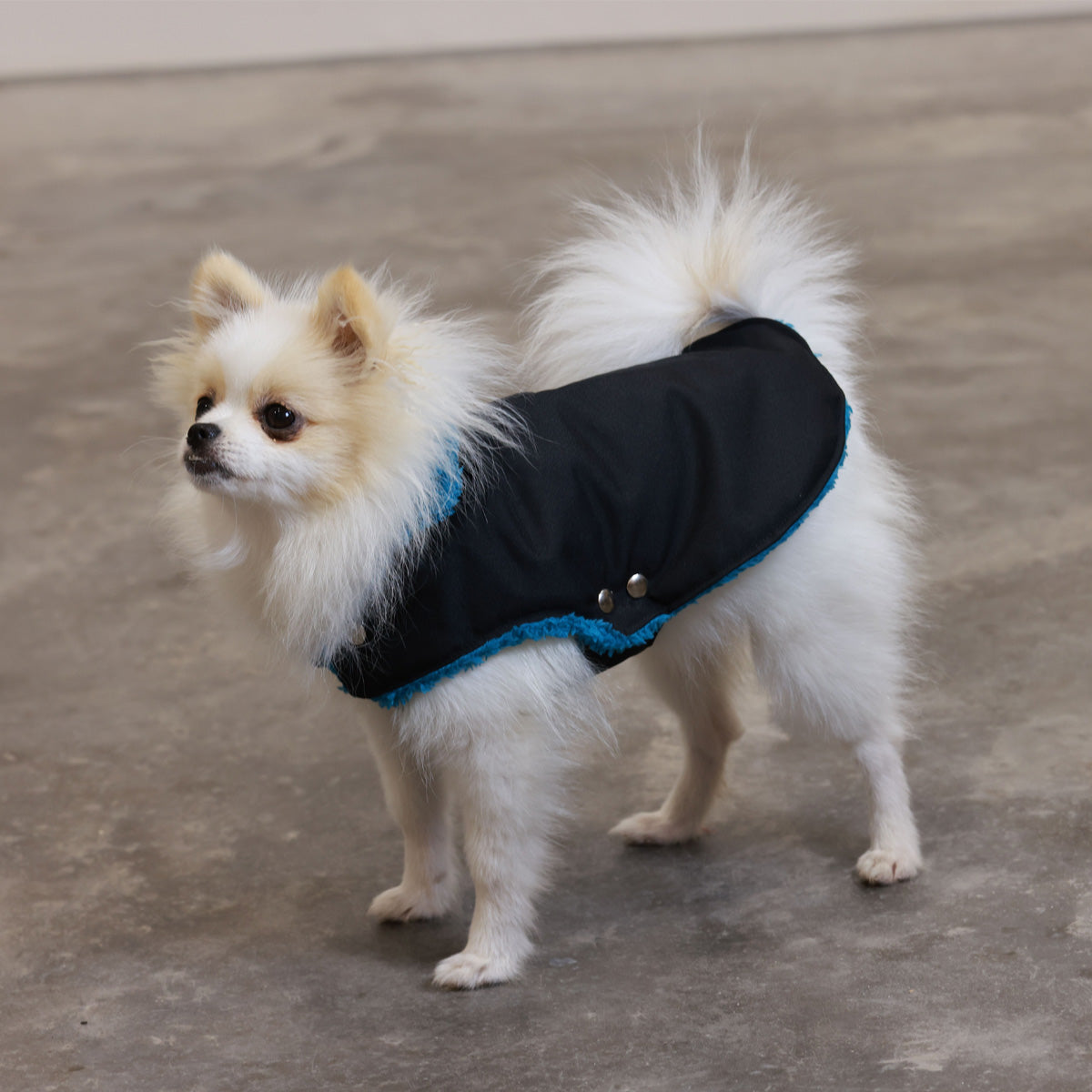 Soho Poms Black &amp; Teal Teddy Bear Waterproof Dog Jacket
