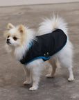 Soho Poms Black & Teal Teddy Bear Waterproof Dog Jacket