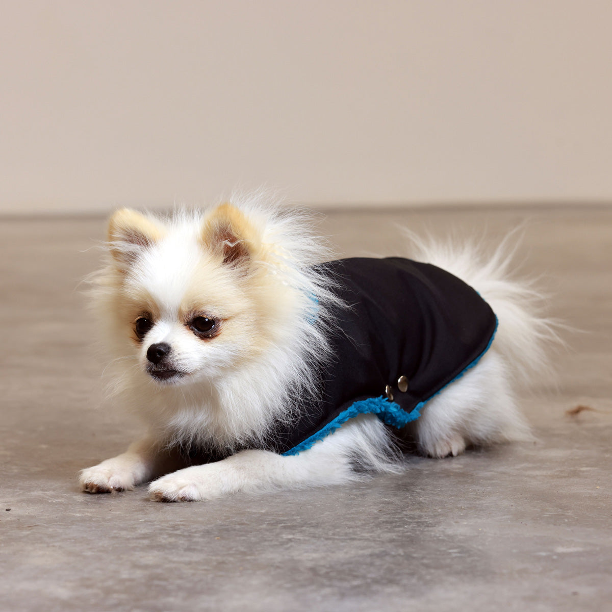 Soho Poms Black &amp; Teal Teddy Bear Waterproof Dog Jacket