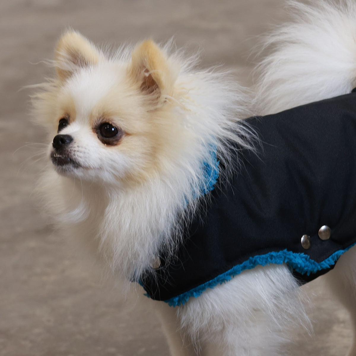 Soho Poms Black &amp; Teal Teddy Bear Waterproof Dog Jacket