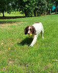 Double Strength Dog Tennis Ball - Durable, for Active Dogs