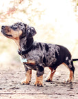 Black Leather Dog Collar