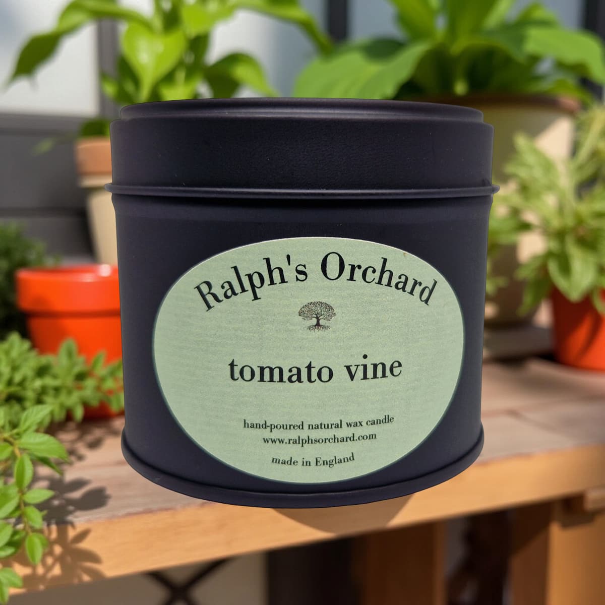 Tomato Vine