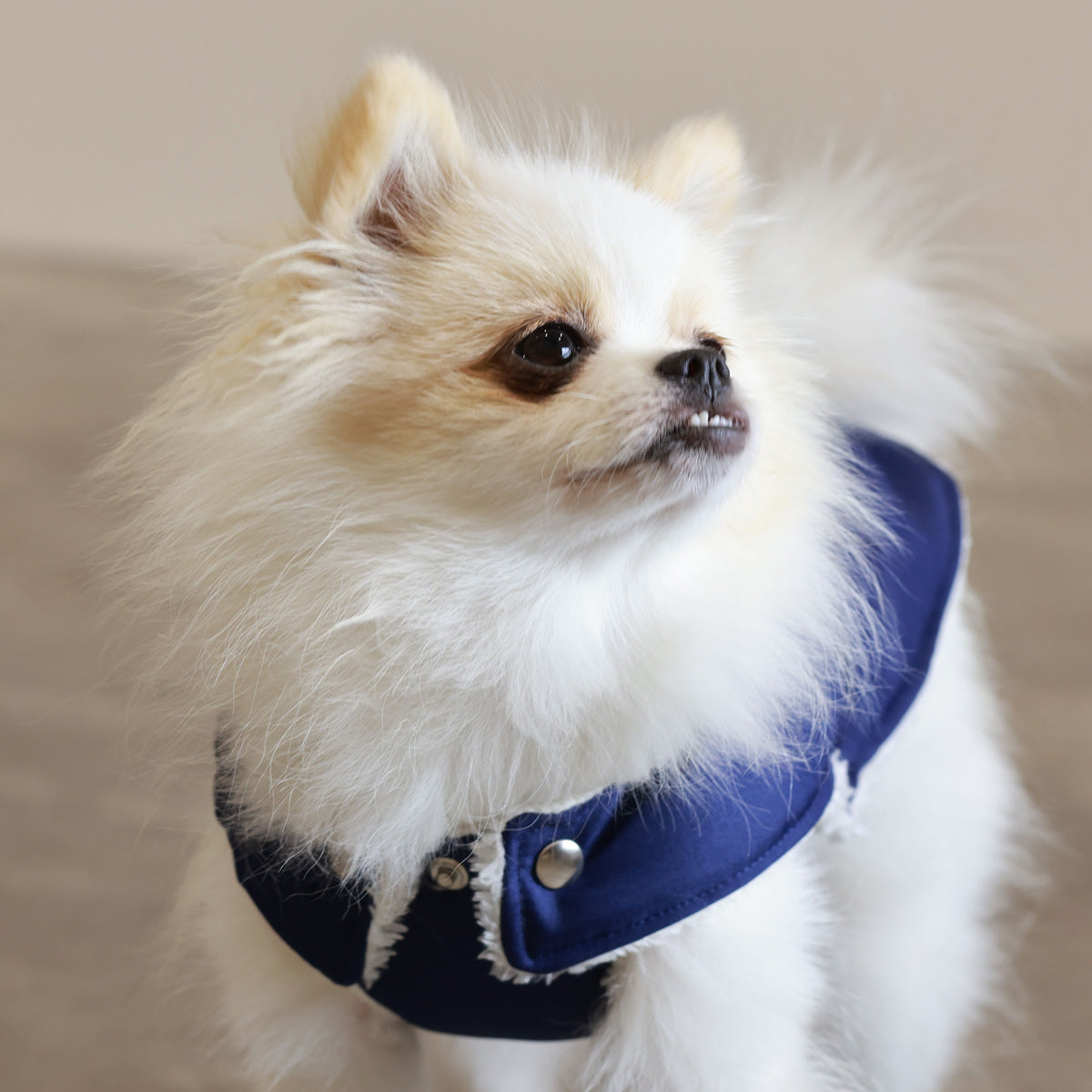 Soho Poms Blue &amp; Ivory Teddy Bear Waterproof Dog Jacket