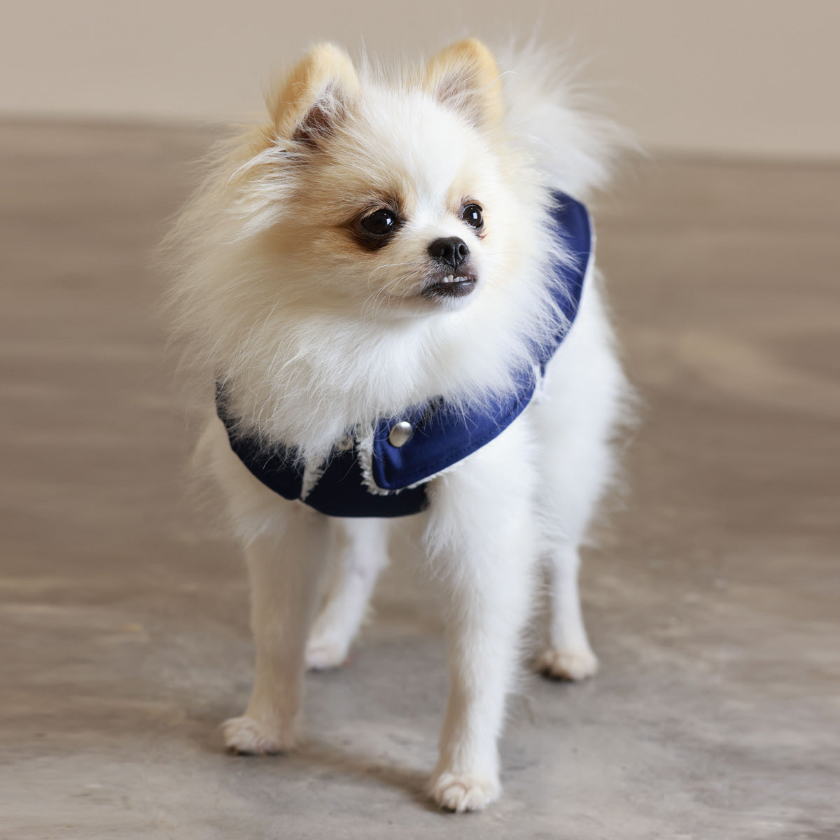 Soho Poms Blue &amp; Ivory Teddy Bear Waterproof Dog Jacket