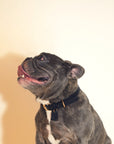 Leather Collar
