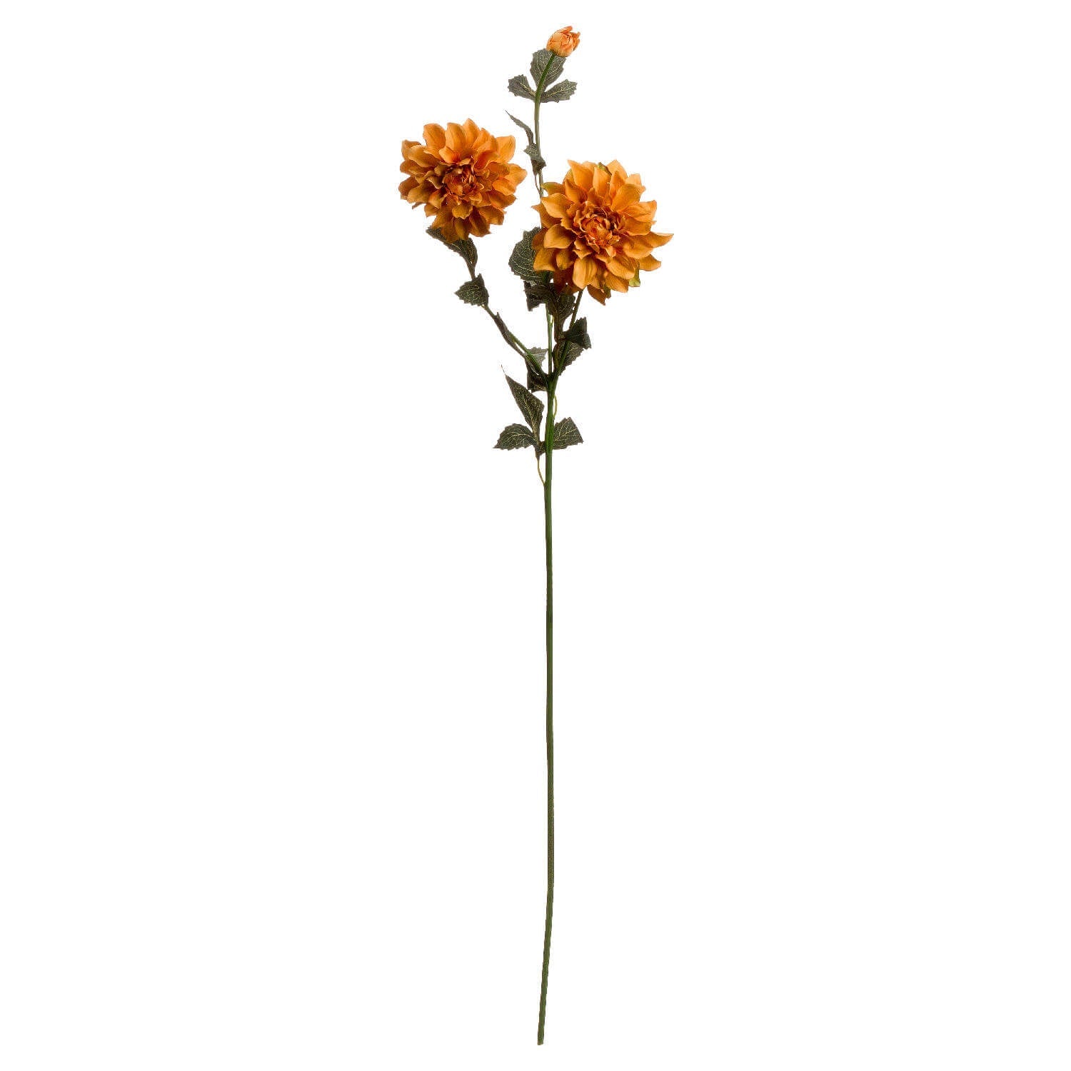 Warm Orange Dahlia Flower Stem