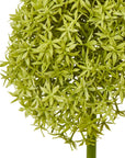 Vibrant Green Allium Stem for Home Styling