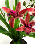 Artificial Flowers Orchid Black Ceramic Planter Dark Pink 50cm-4