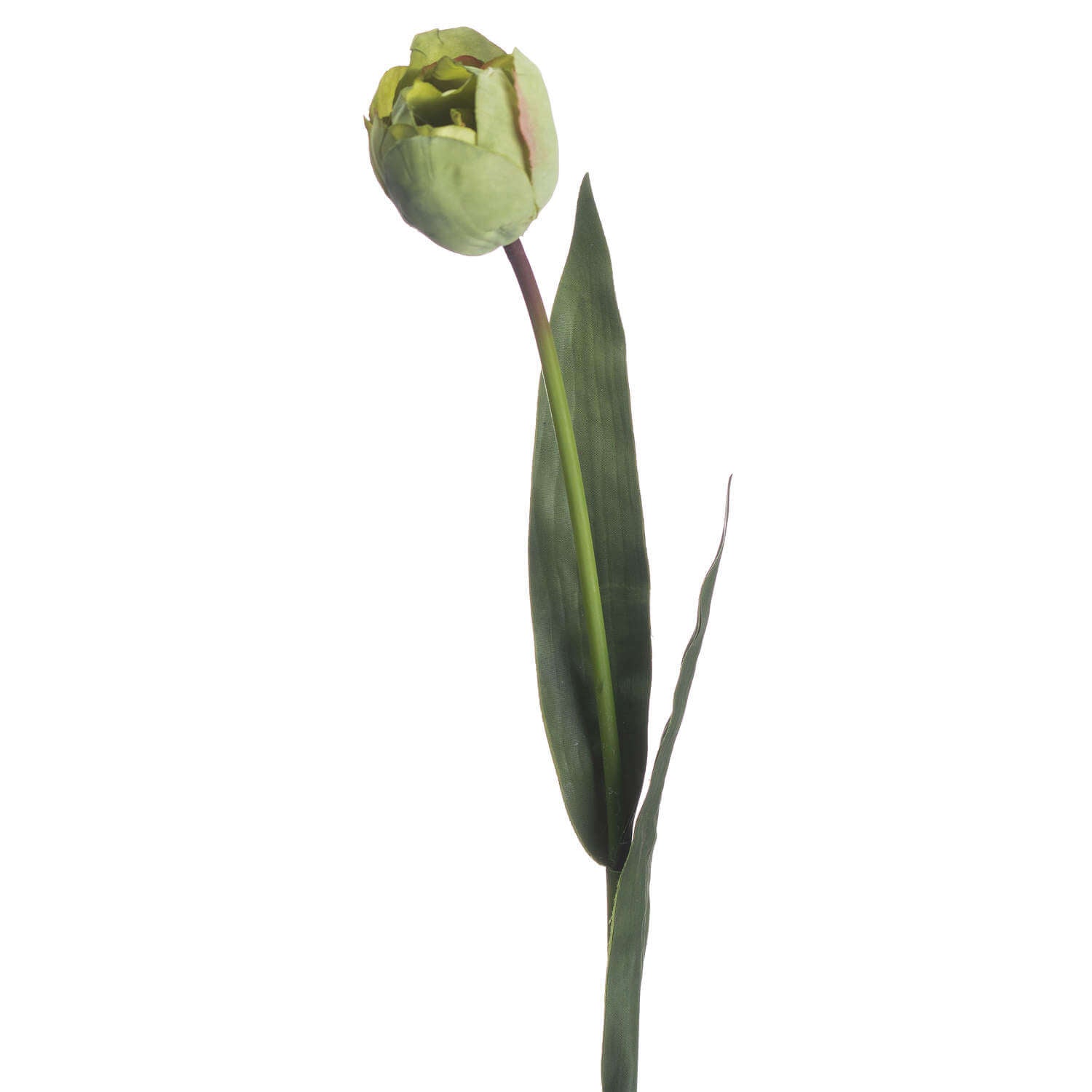 Fresh Green Tulip Effortless Spring Elegance Without Watering