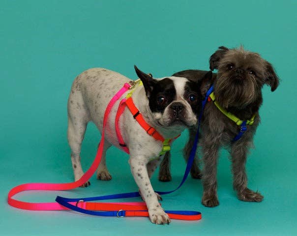 Nylon Colour Block Harness - Pink, Orange &amp; Yellow
