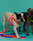 Nylon Colour Block Harness - Pink, Orange & Yellow
