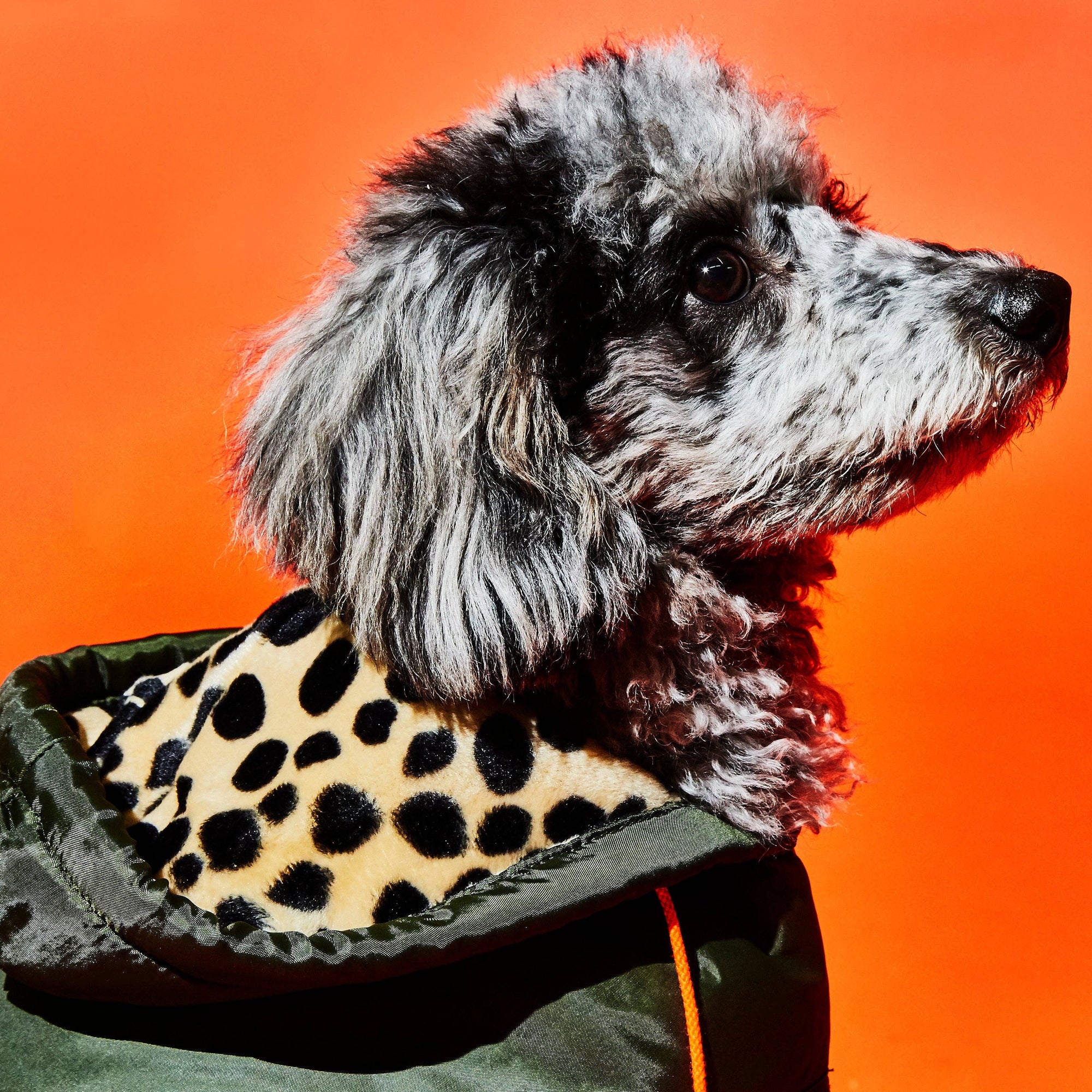 Olive &amp; Animal Print Trim Puffer Jacket