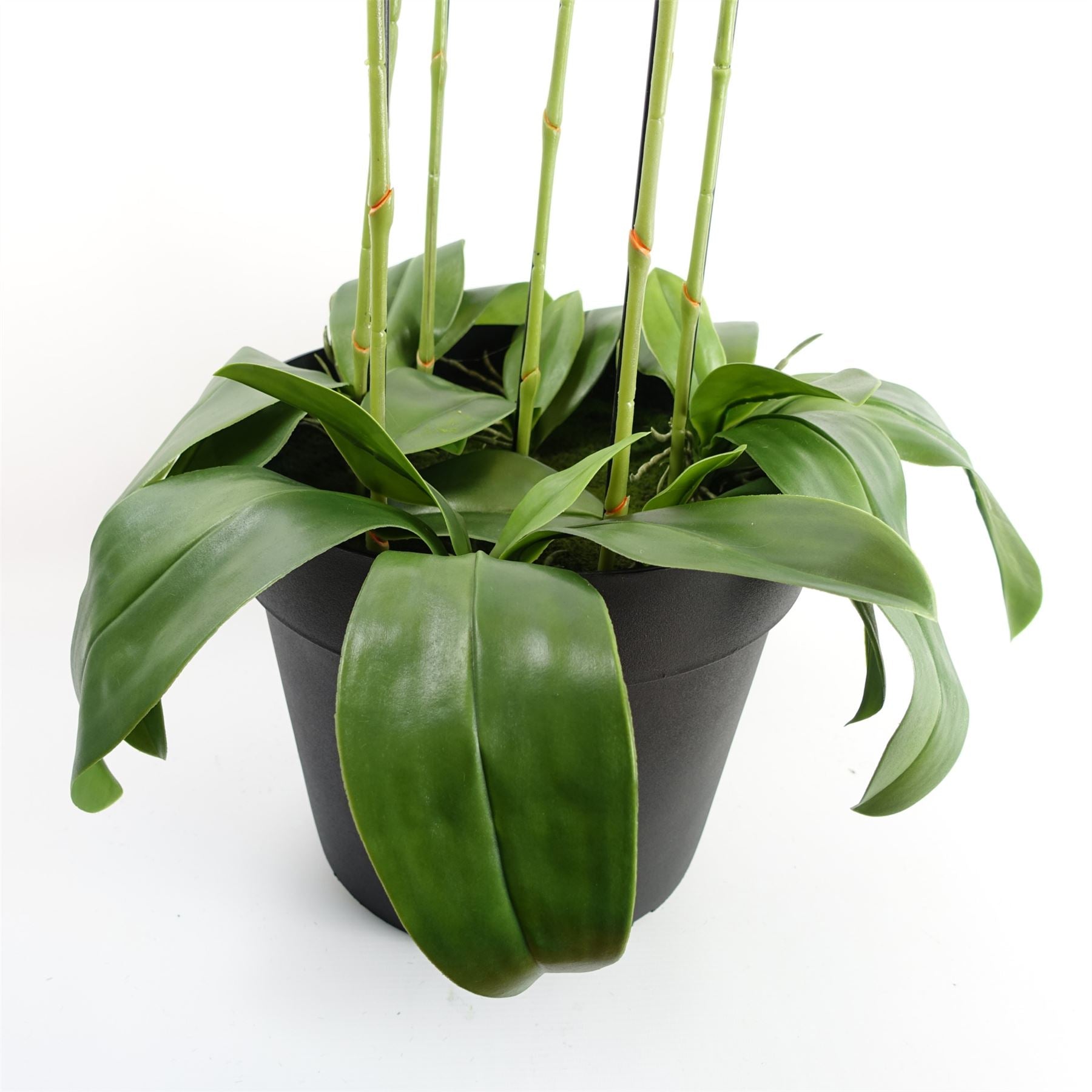 Large White Orchid Plant Artifcial 41 REAL TOUCH flowers Botanik-3
