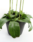 Large White Orchid Plant Artifcial 41 REAL TOUCH flowers Botanik-3