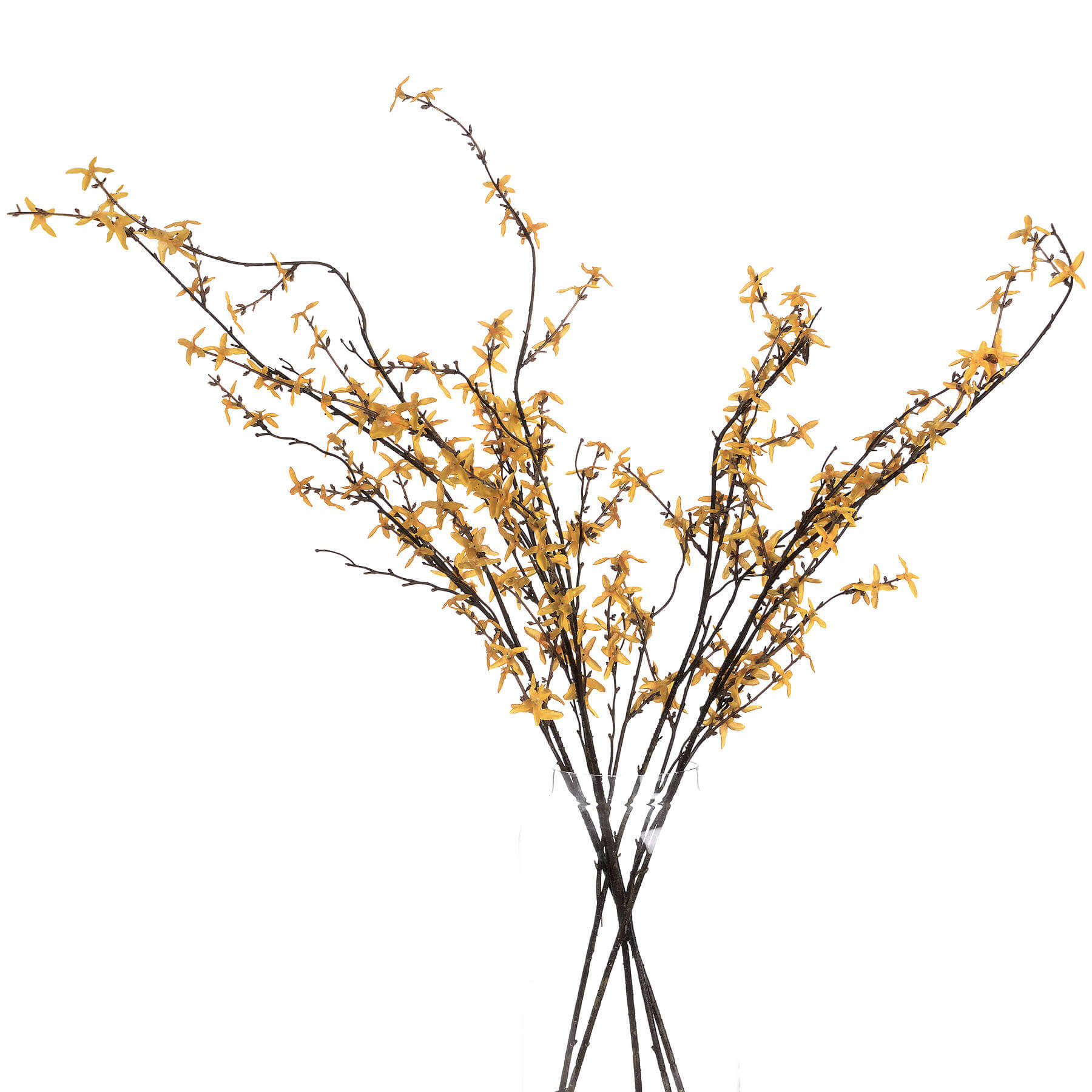 Blooming Forsythia | Bright Yellow Spring Flowers