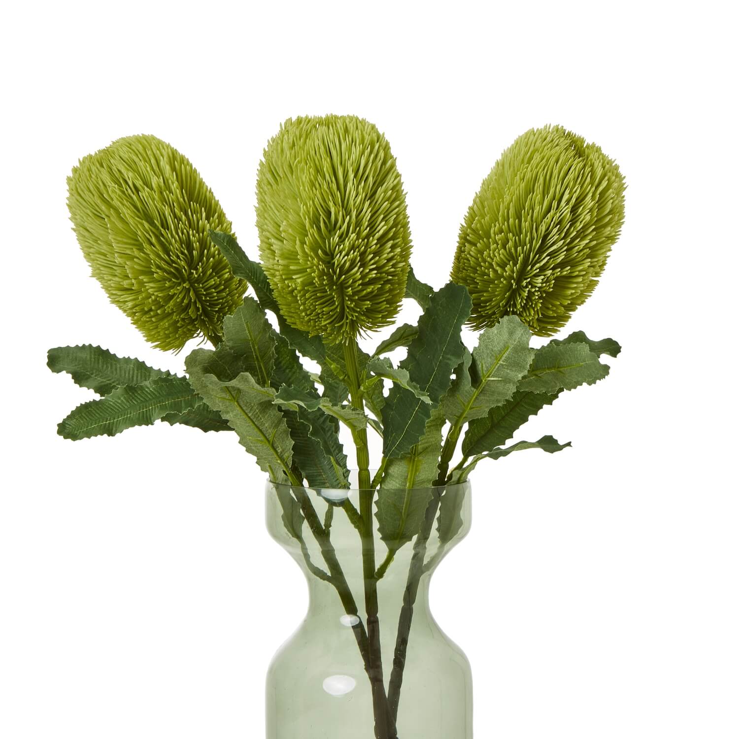 Large Natural Green Banksia Stem