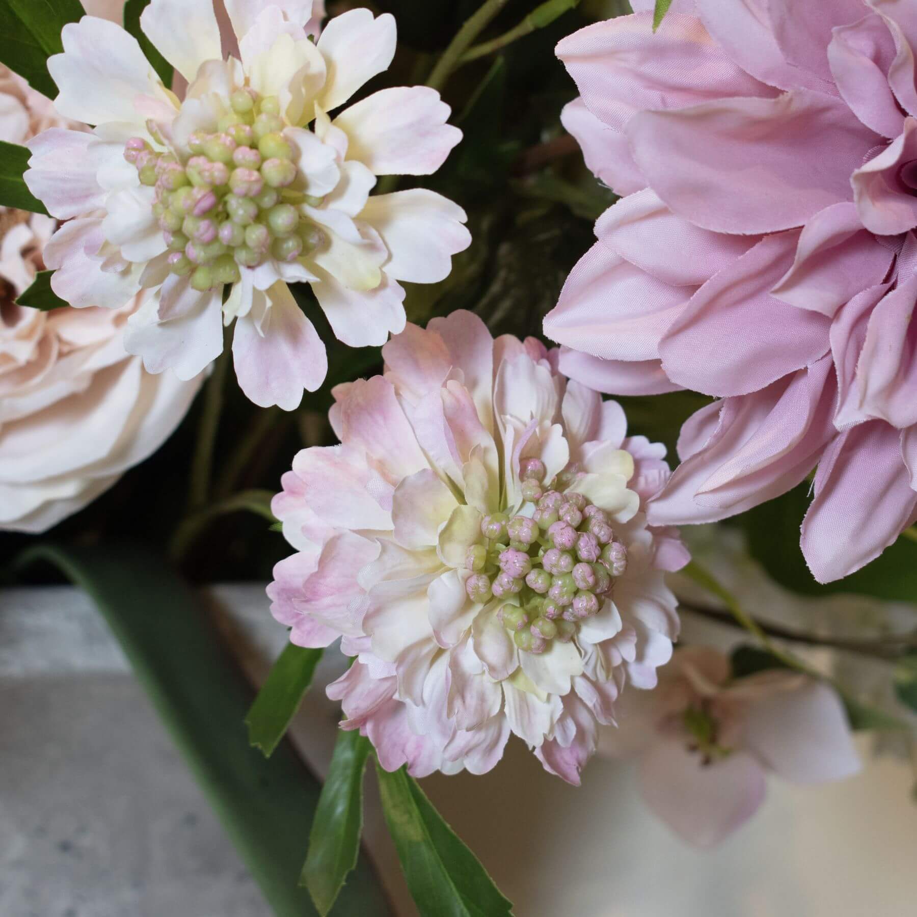 Pale Pink Scabious Stem