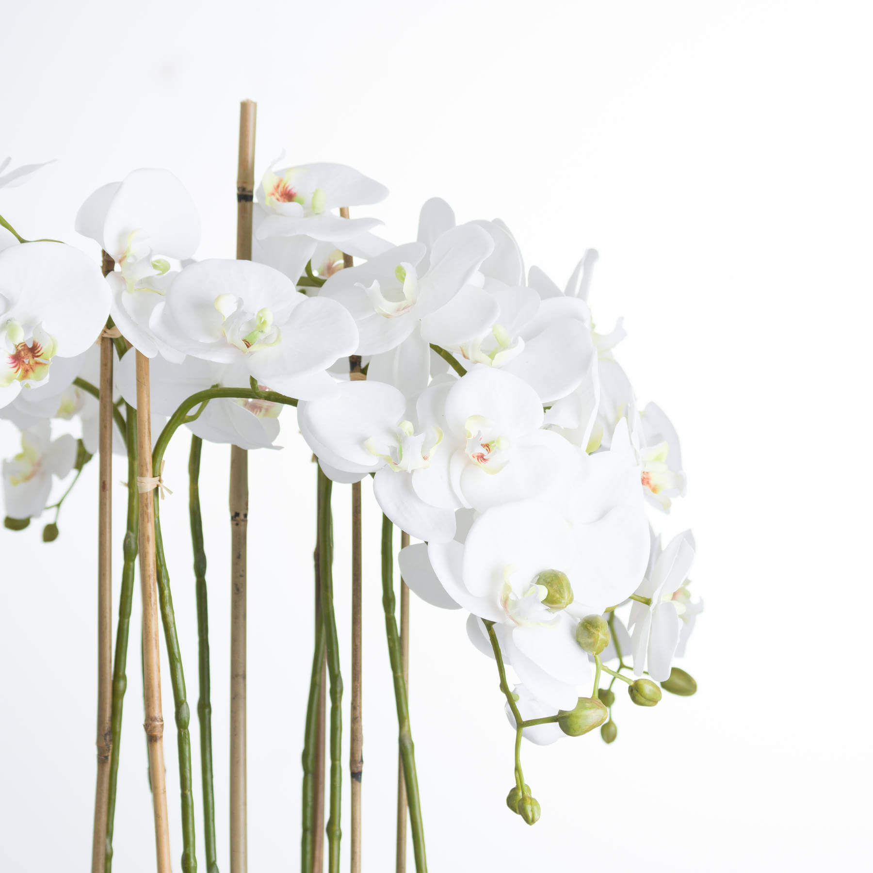 Large white faux orchid in clear glass pot, realistic blooms and roots, elegant home decor centerpiece by RoomLondon at brixbailey.com