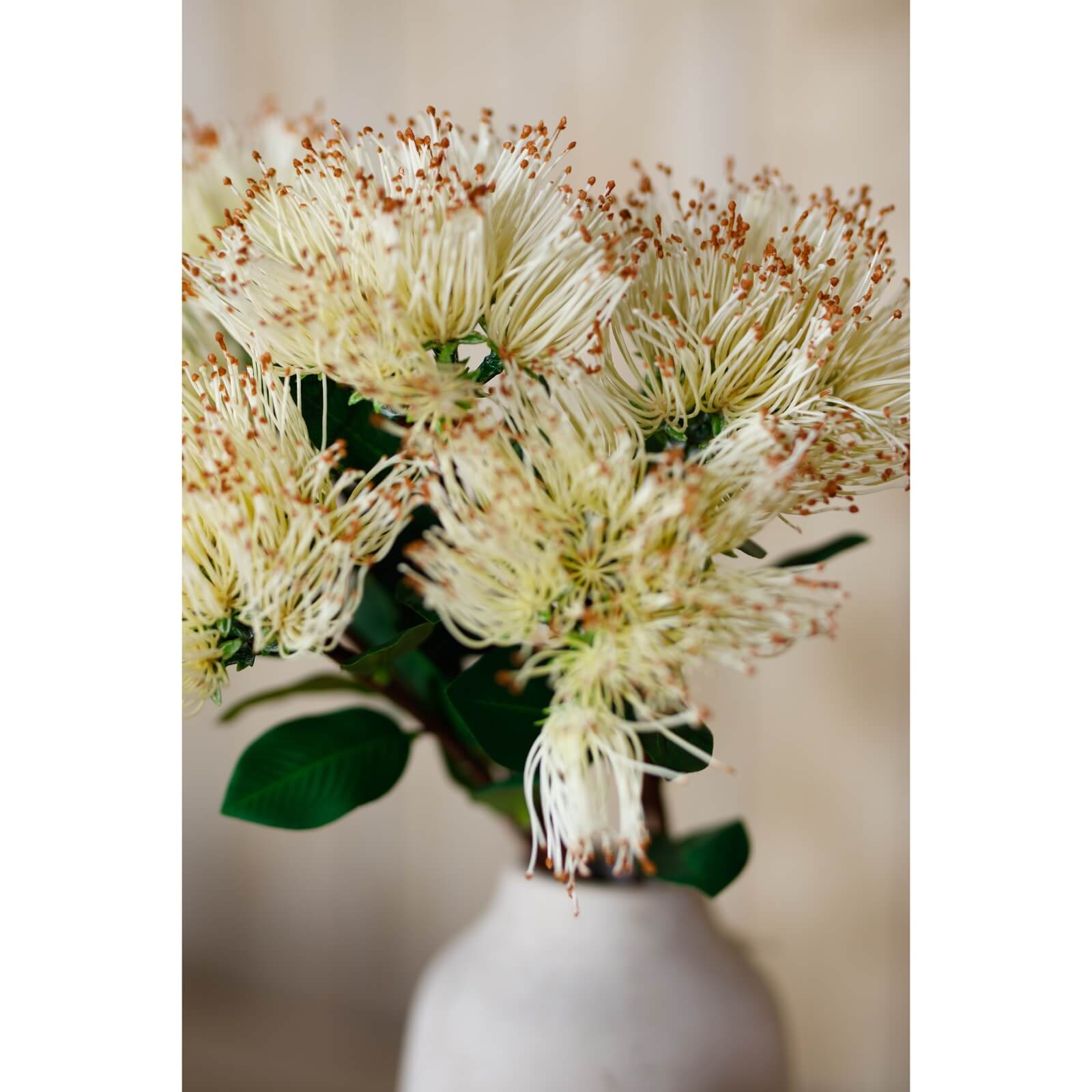 Premium Cream Protea Nitida Stem | Exotic Floral Elegance