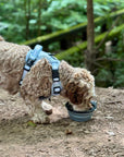 PCC - Collapsible Dog Bowl - Grey