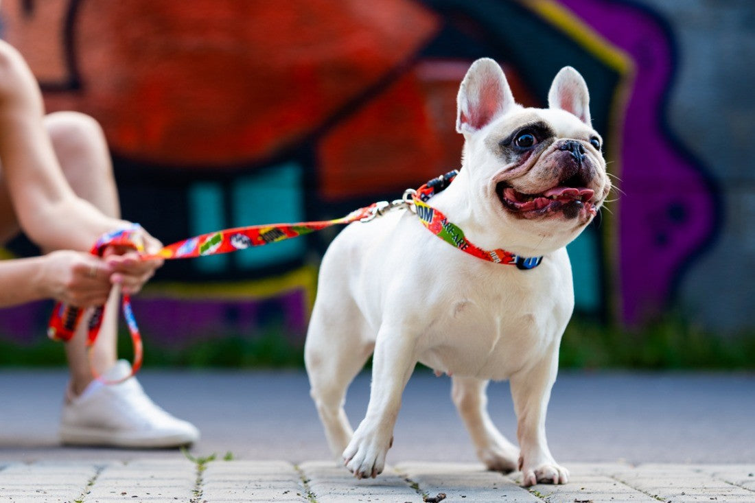 Red Graffiti Dog Collar with Metal Buckle