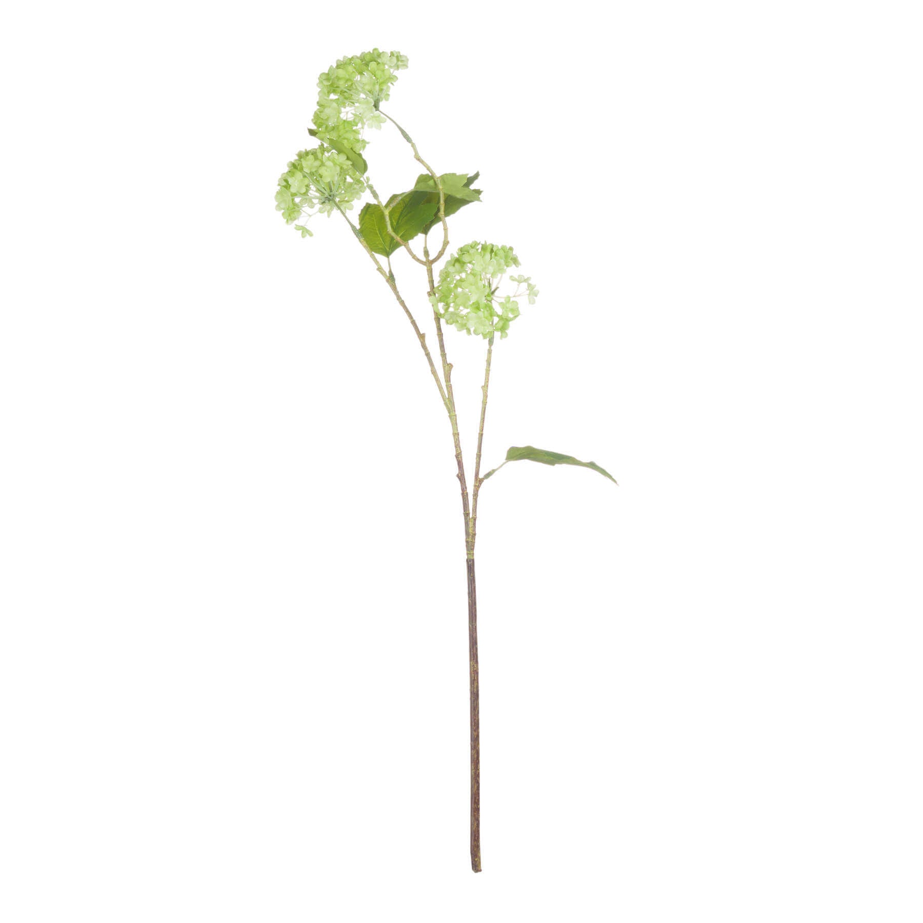 Fresh Green Viburnum Spray | Natural Floral Decor