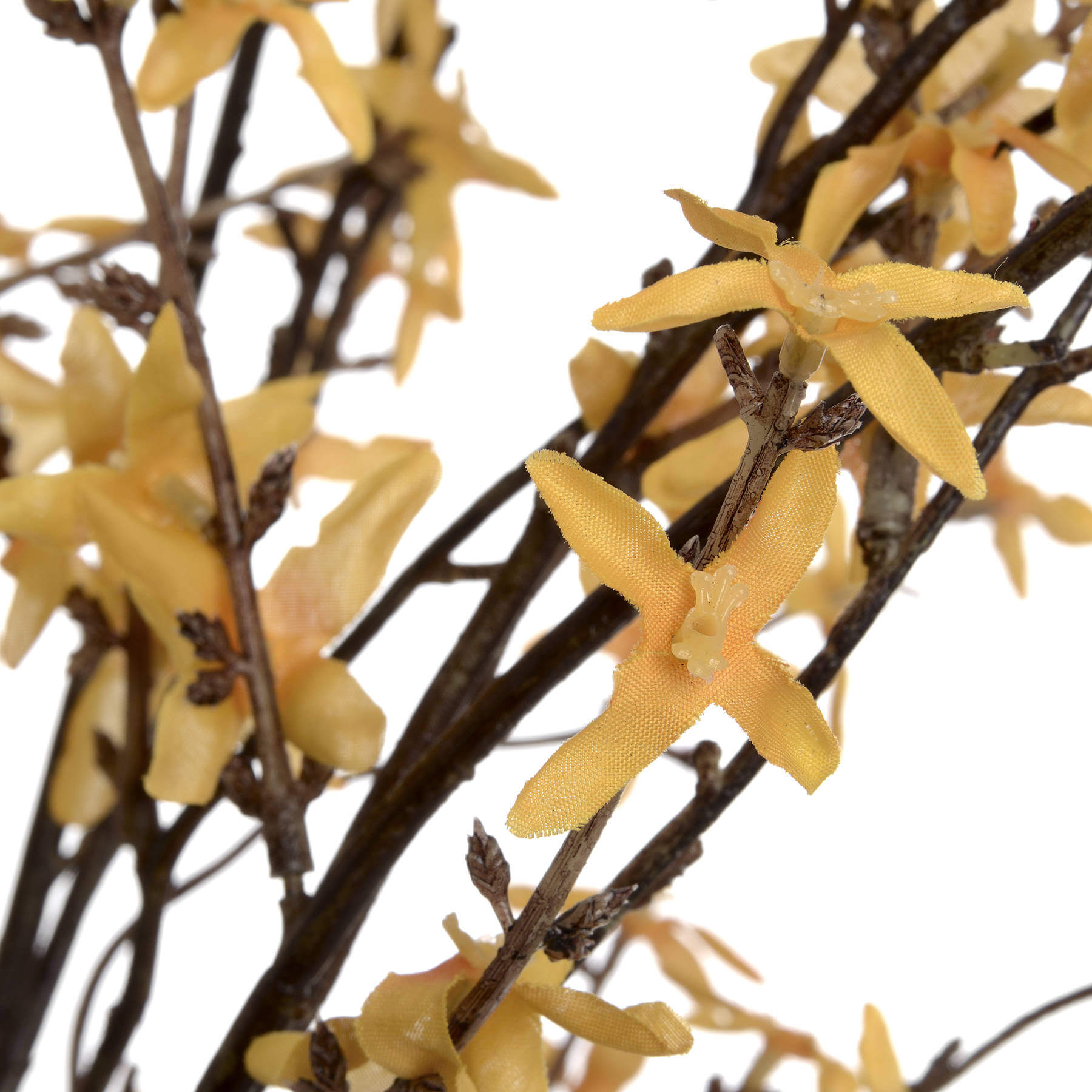 Blooming Forsythia | Bright Yellow Spring Flowers