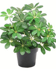 Artificial Arboricola Plant Umbrella Tree-0