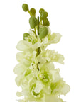 Pure White Delphinium Stem for Home Decor
