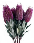 Pack of 6 x 75cm Banksia Menziesii Pink Flower Stem Artificial-0