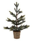 Medium Spruce Tree in Wicker Basket