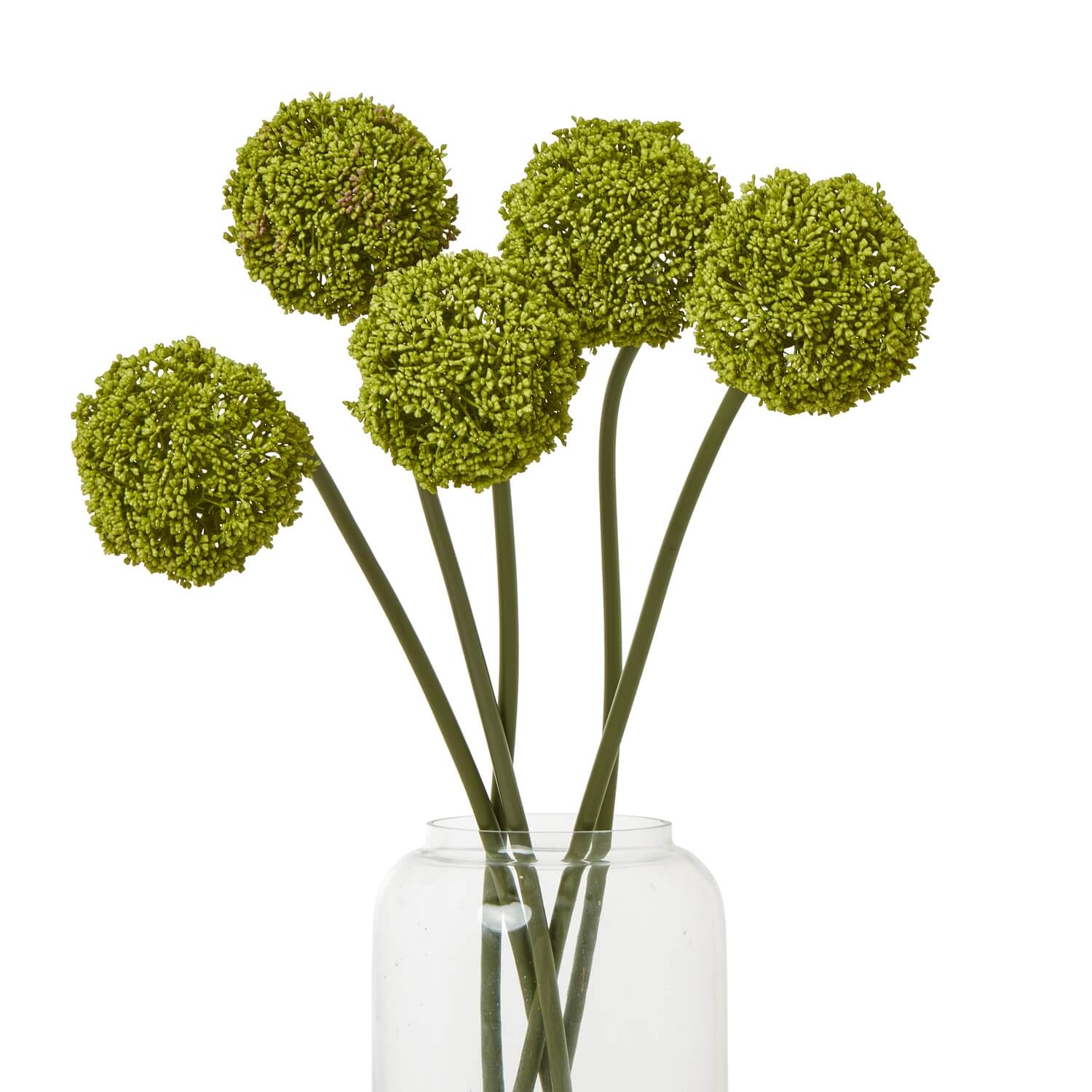 Fresh Green Allium Stem for Home Styling