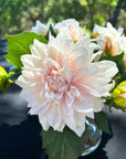 Artificial Dahlia Flower Arrangement in Glass Vase - 10"