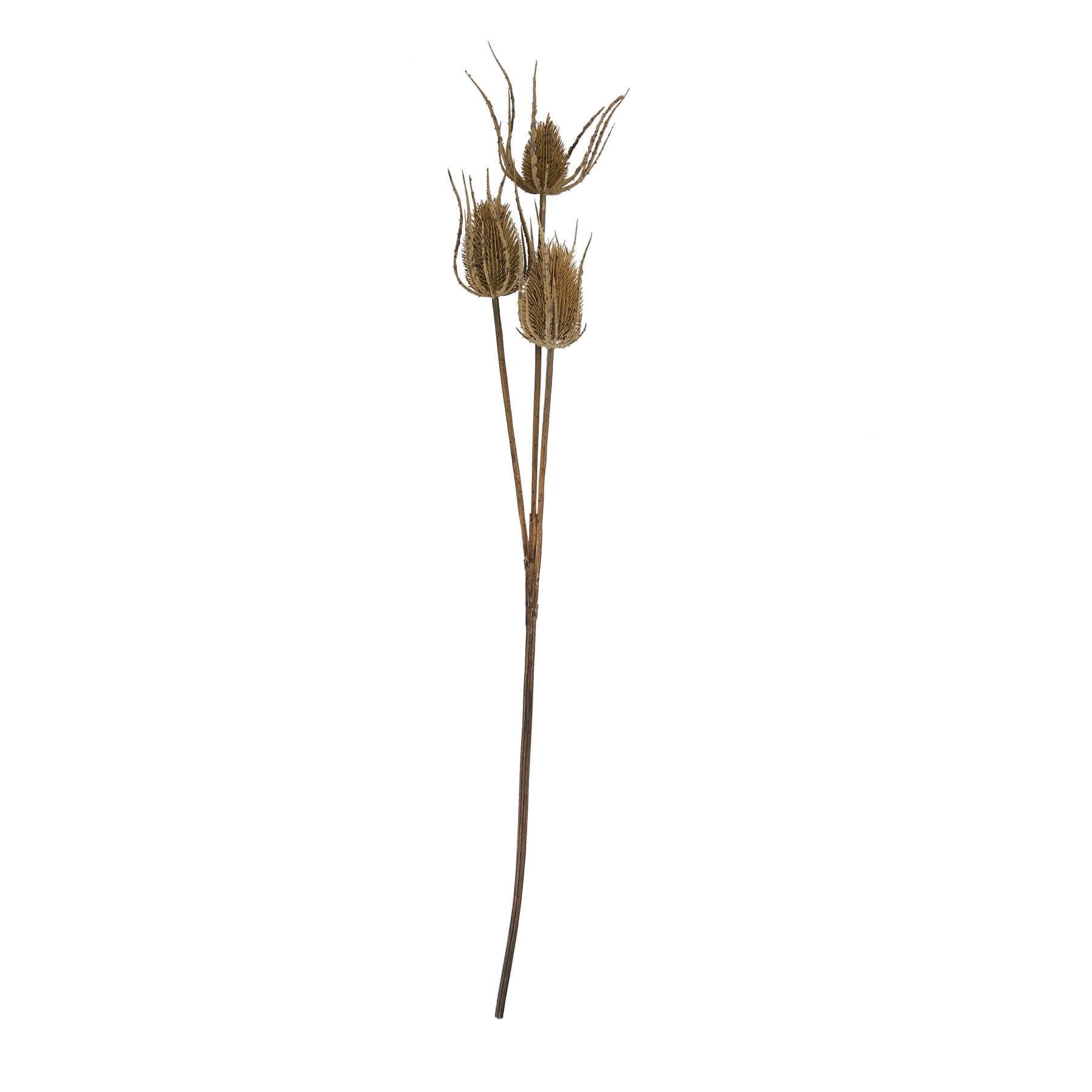 Triple Teasle Artificial Stem for Wild Style Interiors
