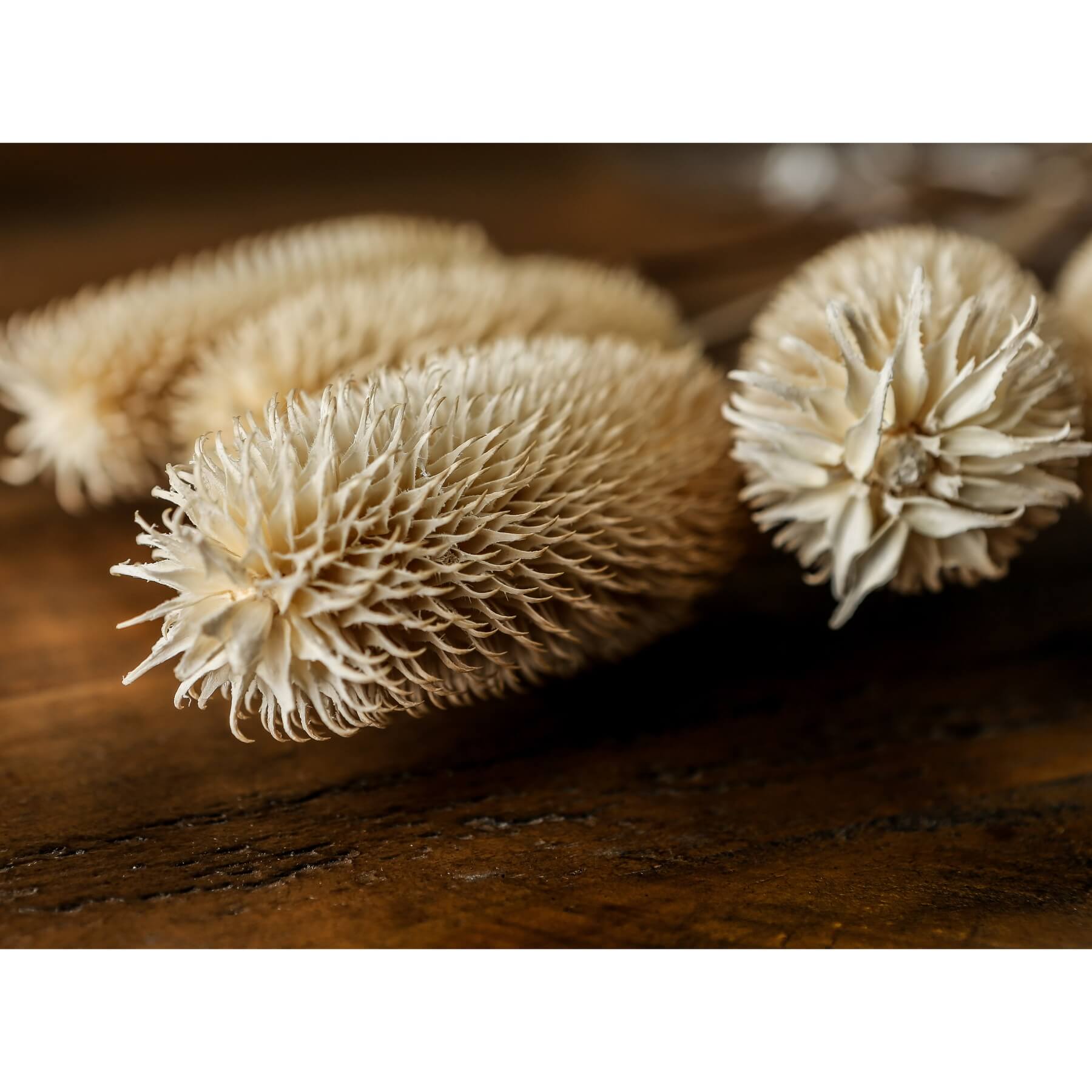 Dried Thistle Bouquet in Natural White
