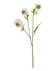 Pale Pink Scabious Stem