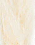 Cream Pampas Grass Stem Natural Boho Accent