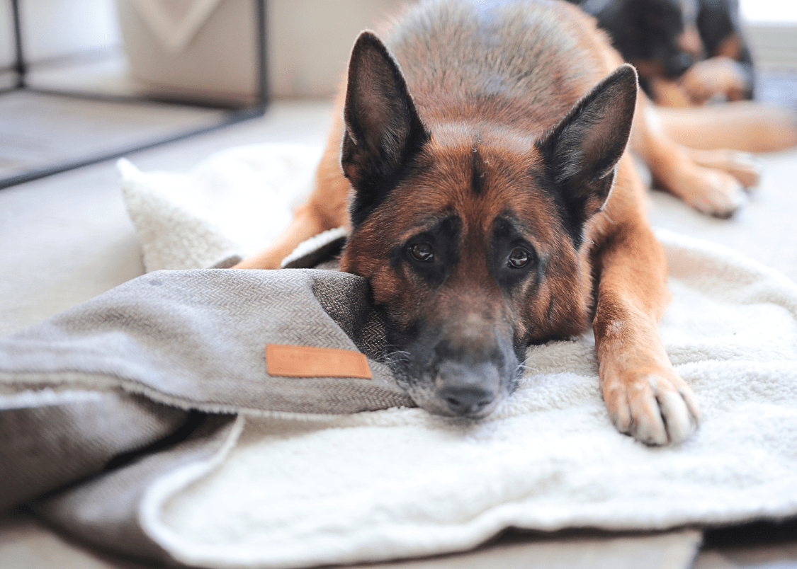 THE LINCOLN | LUXURY TWEED &amp; FAUX FUR REVERSIBLE DOG BLANKET