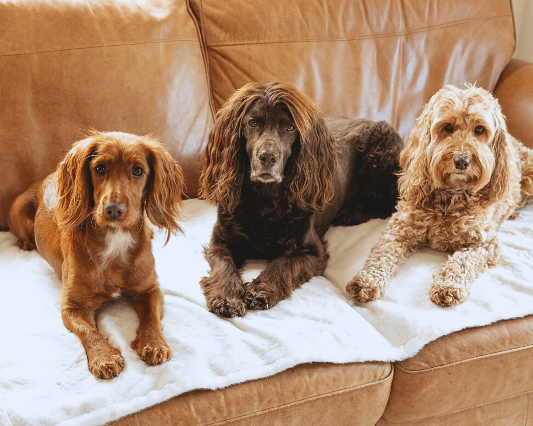 THE LINCOLN | LUXURY TWEED &amp; FAUX FUR REVERSIBLE DOG BLANKET