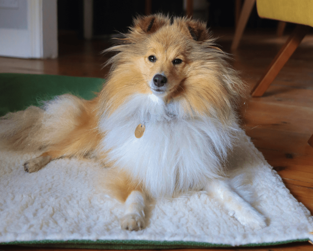 THE RICHMOND | LUXURY GREEN STONEWASHED &amp; SHERPA REVERSIBLE DOG BLANKET