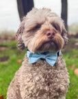 Dog Bow Tie - Pastel Blue