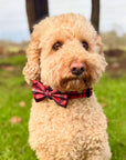 Dog Bow Tie - Red Tartan