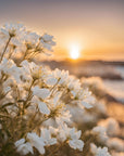 Luxury Drift scented candle with coastal jasmine and heliotrope, hand-poured cruelty-free premium soy wax, calming seaside fragrance by Ralph's Orchard at brixbailey.com
